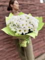 Кустовые хризантемы